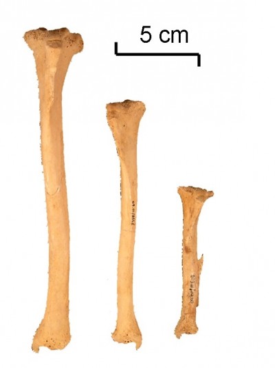 Tíbies esquerres de tres gossos, que mostren la variabilitat de talla. Foto: L. Colominas.