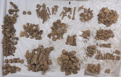 Restes òssies trobades a l'interior de l'arqueta-ossari del bisbe Cebrià.