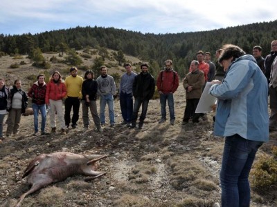 A vegades s'aprofiten morts naturals per aplicar tècniques amb la tecnologia de societats pretèrites (foto: IPHES).