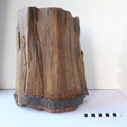 Un tresor submergit_cubell Museu de Guissona