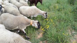 Tesi Abel Gallego_ovelles (1)