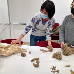 Colominas_cranis 2022_giap (1)