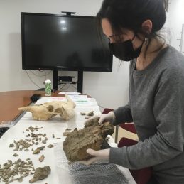 Colominas_cranis 2022_giap (2)